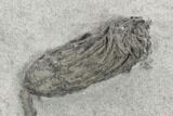 Crinoid (Pachylocrinus) Fossil - Crawfordsville, Indiana #125919-1